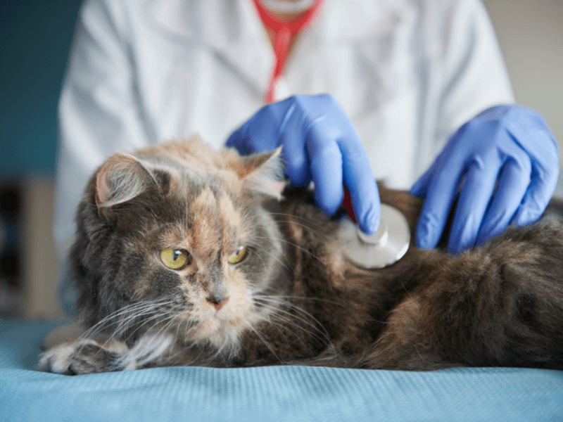 Dierenarts website laten maken